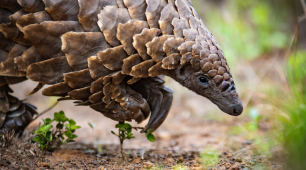 Pangolin Walking With Claws Off The Ground